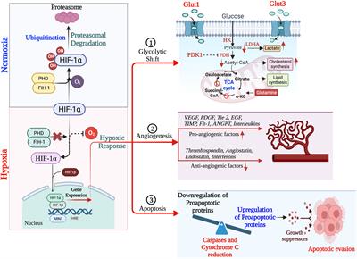 Hypoxia: syndicating triple negative breast cancer against various therapeutic regimens